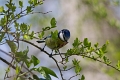 Mesange bleue-09